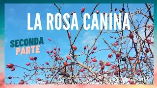 Rosa Canina Seconda parte.Tre ricette: la polvere, i cioccolatini e lo sciroppo