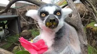 Leaping Lemurs Snack On Spring Flowers