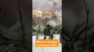 Коллекция 300+ Желто-оранжевая клумба орхидей от Светланы #shorts #orchid
