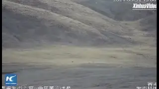LIVE: China's Hoh Xil nature reserve, a safe haven for wildlife