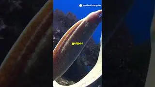 What&rsquo;s Lurking Below the Ocean Surface #deepsea  #oceanmysteries  #marinelife #underwaterexploration