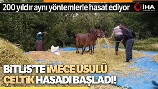 Bitlis’te Geleneksel Yöntemlerle Pirinç Hasadı Yapılıyor
