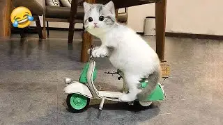 Самые смешные животные 😂 Лучшие смешные кошки и собаки 😺🐶 Часть 15