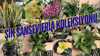 Bu Sansevieria Koleksiyonu Çok Şık