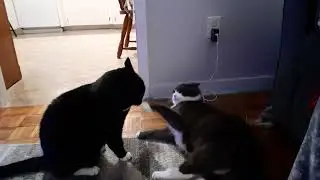cats at play