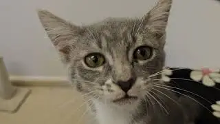 Shelter Kitten Radish 