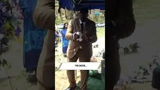 Dove Release FAIL Caught on Camera! 🕊️💥😂