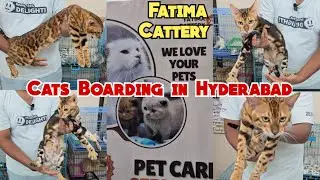 Fatima Cattery Hyderabad bangal cats | cat boarding available in Hyderabad malakpet | cats grooming 