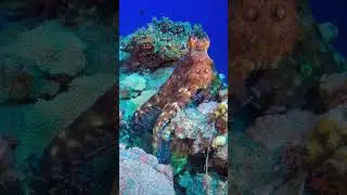 Red Colour Octopus Underwater || Underwater Vista