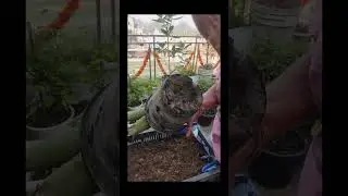 #garden #viral #flowers #greenlove #gardening #love #nature #reels #youtubevideos 