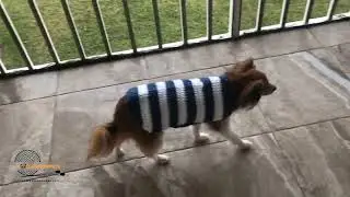 Blue and White Striped Dog Sweater, Small Dog Crochet Jacket, Gift for Dog Lovers, Handmade Dog Coat