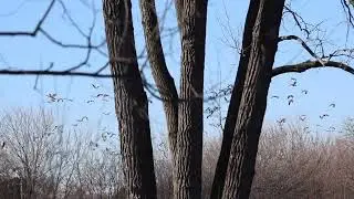 Canada Geese flock