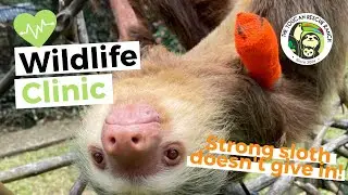 WILD RESCUE: Anakin, the Two-Fingered Sloth Rewilded