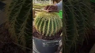 Planting Large Barrel Cactus