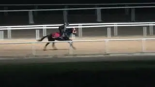 THUNDER HORSE