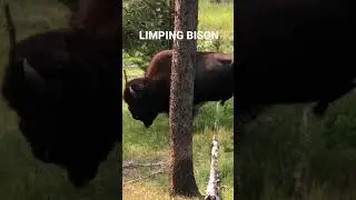 Limping BISON - wish we could help