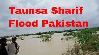 Taunsa Sharif flood 2022 || Blochistan flood 2022 Flood In River Taunsa