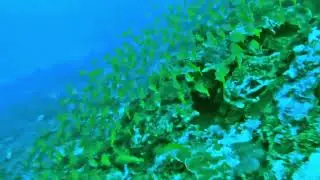 Fischschwarm in Paliton 6