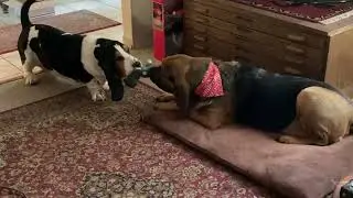Sweet Game of Dog Tug of War - Bloodhound & Basset Hound