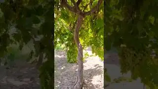 The largest grape farm in Asia | Angoor ka farm