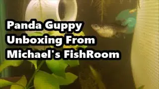 Panda Guppy Unboxing from Michael's FishRoom