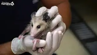 Opossum Rescued From Snap Trap