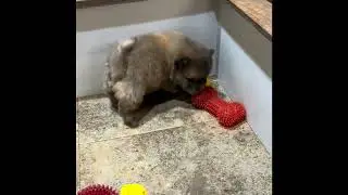 www.agreatdog.com Red Rough Coat Chow Puppy