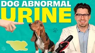 Blood in Urine.  Dr. Dan explains.