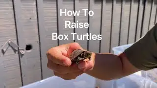 How To Raise Box Turtles