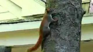 Territorial Red Squirrel