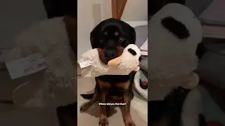 SIBLING RIVALRY 🤣 @nalatheneedyrottie #rottweiler #siblings