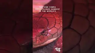 #indian #snake #snakes #kingcobra #biology #facts #zoology #shorts #short #cobra