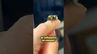 Шмель подружился с парнем 🐝😱