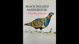 BLACK-BELLIED SANDGROUSE (Pterocles orientalis) Bird Song