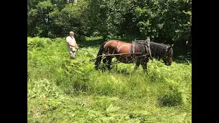 INSOLITE. Cantal : quand le cheval remplace le tracteur pour d&eacute;broussailler