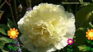 Мальва розовая Пленифлора Еллоу. Краткий обзор, описание характеристик alcea rosea Pleniflora yellow