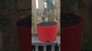 Juniper Bonsai #new #treemasons #spring #gardening #garden #trending #usa #uk #love #vibes