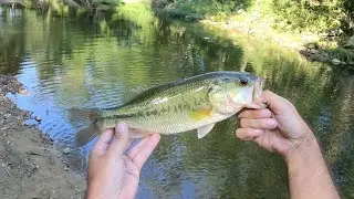 Can you catch fish during a heat wave and drought? You can if you find a shady creek. Check it out!!