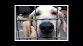 PAWS Animal Welfare Shelter, Subang, Malaysia