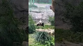 Eating Panda #panda #kungfupanda #travel #vlog #traveller #bamboo #food #tamil #eating #traveller