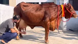 ਘੱਟ ਰੇਟ ਦੀਆਂ 3 ਟੌਪ ਦੀਆਂ ਗਾਵਾਂ ਬਾਈ ਕਹਿੰਦਾ ਰੇਟ 3 ਦੇ ਏਦਾਂ ਦੇ ਜਿਸ ਨੇਂ ਵੀ ਫੋਨ ਲਾ ਲਿਆ ਗਾਵਾਂ ਉਸ ਦੀਆਂ
