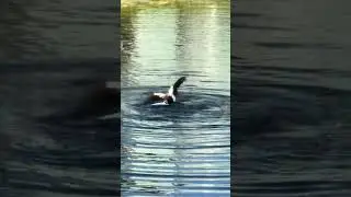 Muscovy Ducks: Mating Ritual or aggressive encounter?