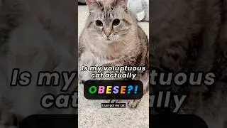 Is my voluptuous cat actually OBESE?! #chonkycat #chonkypets #fatcats #thicc