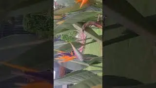 #youtube shorts #shortvideo #flowers #flower #trees#instagram #views #highlights #trending #youtube