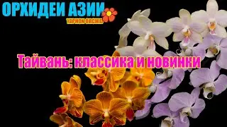Какие орхидеи сейчас в топе? Репортаж из Тайваня: классика и новинки Yaphon
