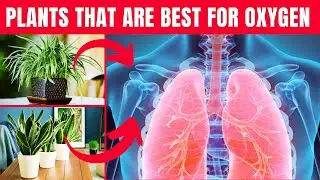 Highest Oxygen Producing Indoor Plants You Must Have In Your House