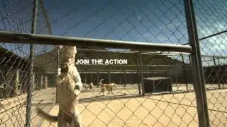 Nowzad: Warzone Animal Rescue - Official Trailer 1