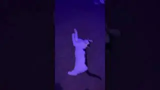 My cat makes weird noises