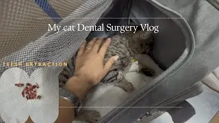 Treating My Cat&rsquo;s Gingivitis After 2 Years |Teeth Extraction 😿  Emergency Surgery.