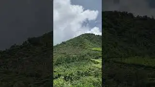 View of Coffee farm Los Pirineos, El Salvador